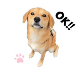 444258550