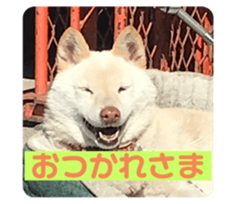 444262761