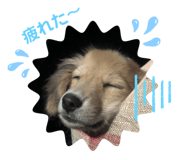 444271493