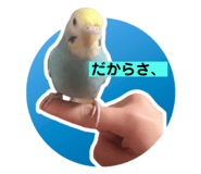 444337301