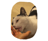 444338020