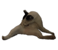 444338023