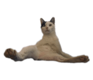 444338025