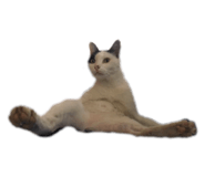444338026