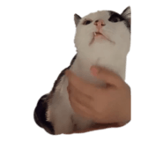 444338028