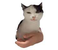444338029