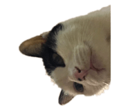 444338033