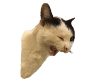 444338035