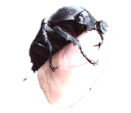 444360705