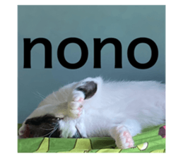444405384