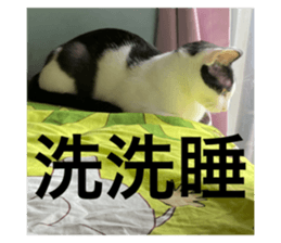 444405398