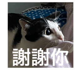 444541356