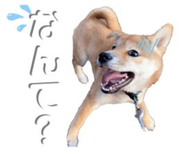 444543309