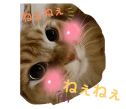 444599162