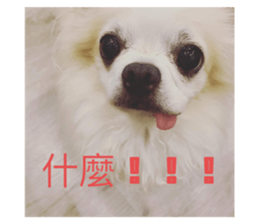 444668951