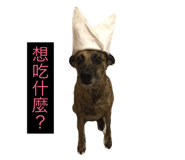 44467286