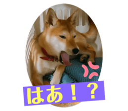 444680183