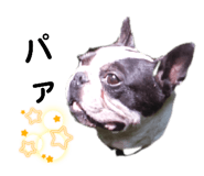 444685367