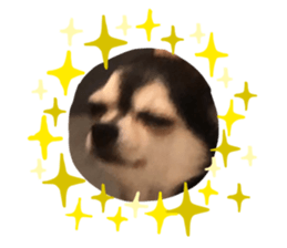 444776957