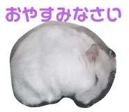 444943840