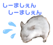444943853