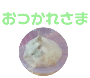 444943856