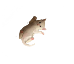 444945254