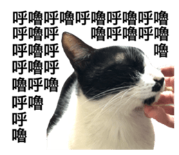 44495461
