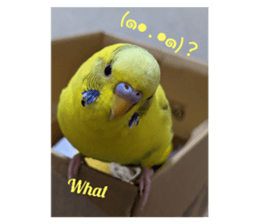 445213134