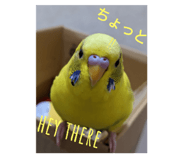 445213136