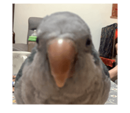 445308607