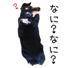 44531629