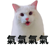 445355584