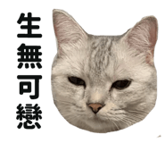 445355585
