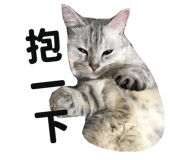 445355590