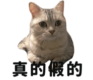 445355591