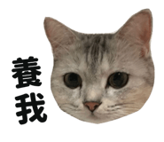 445355593