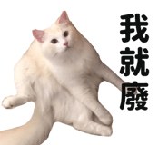 445355594