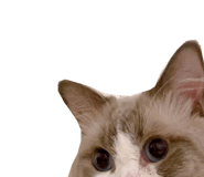 445355595