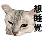 445355597
