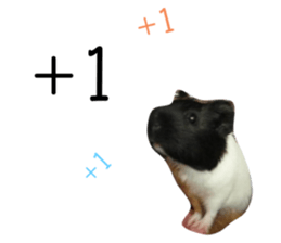 445386416