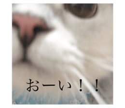 445394212
