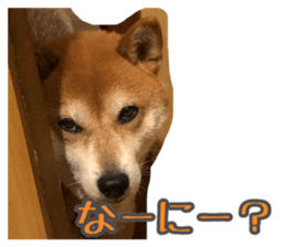 445478419