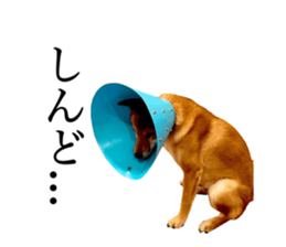 445505572