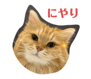 445506630