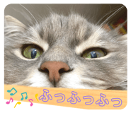 445506632