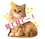 445506635