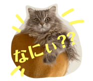 445506636