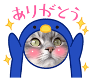 445506639