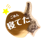 445506648